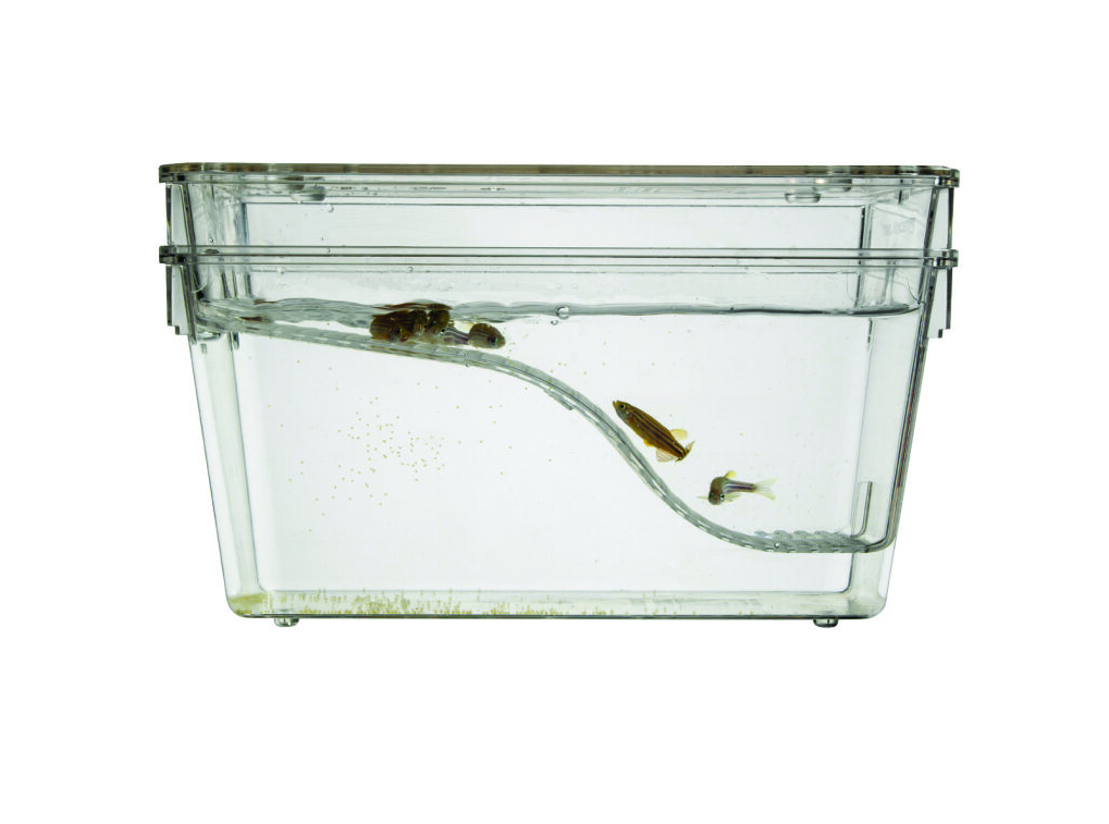 1.7 Liter Sloped Zebrafish Breeding Tank