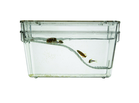 1.7 Liter Sloped Zebrafish Breeding Tank